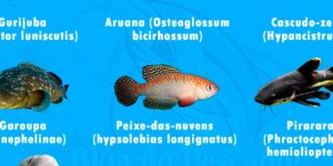 peixe em risco de extinção no nordeste