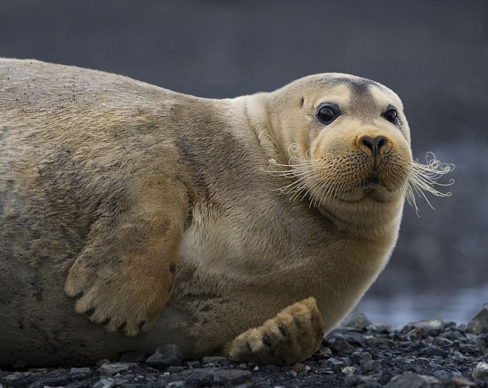  foca-barbuda