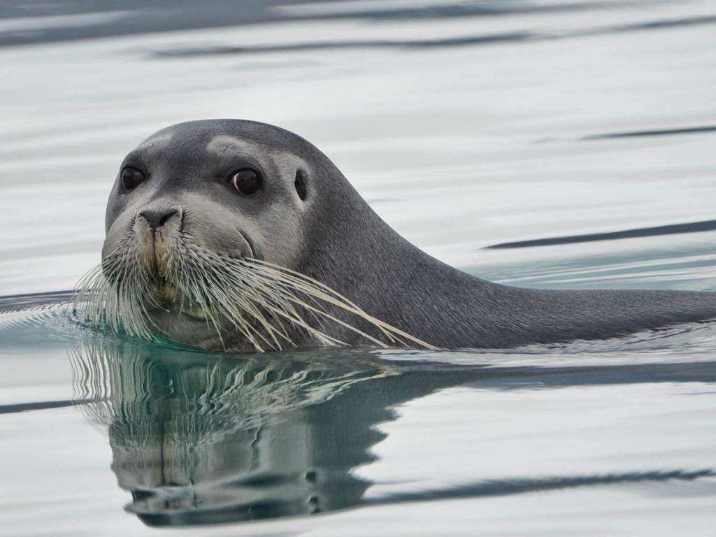  foca-barbuda
