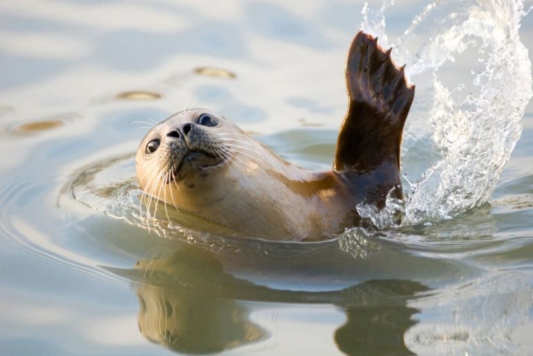 Foca-comum: características, reprodução, alimentação e habitat | Blog ...