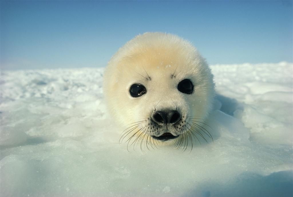foca da gronelandia