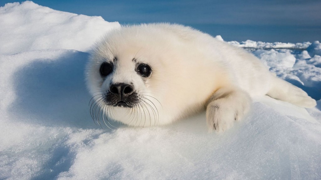 foca da gronelandia