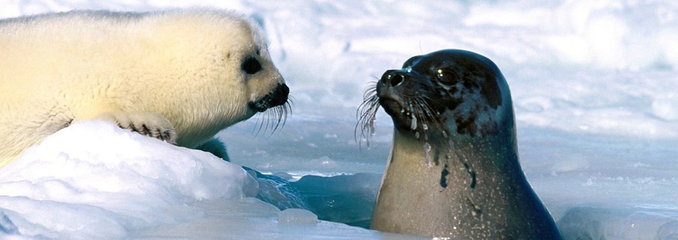 foca da gronelandia filhote
