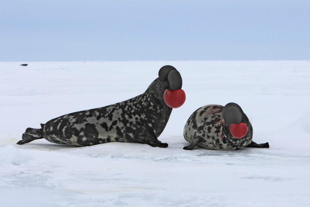 foca-de-crista