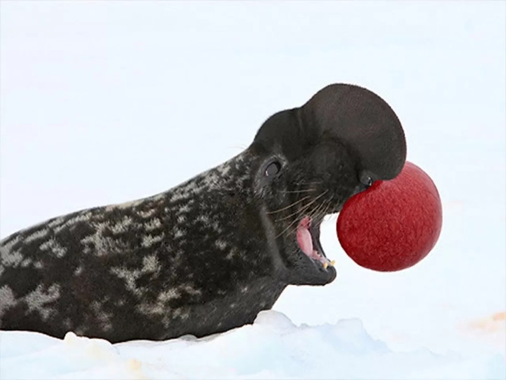 foca-de-crista 