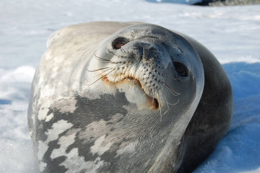 foca de weddell 