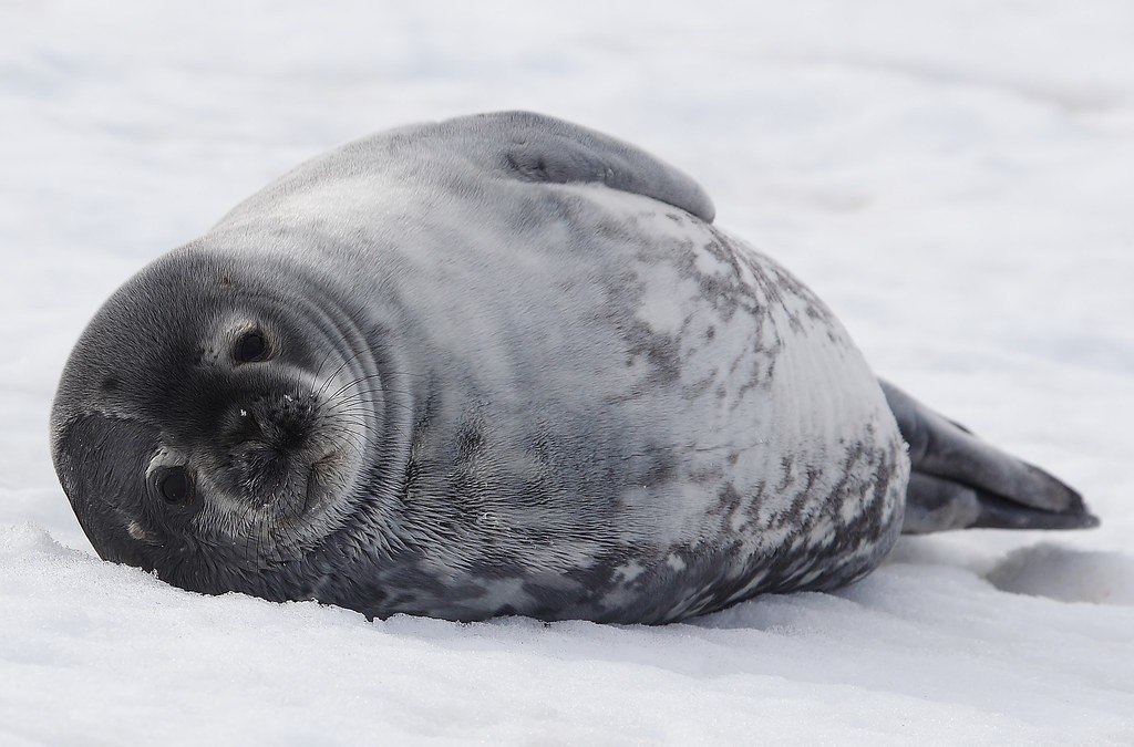 foca de weddell
