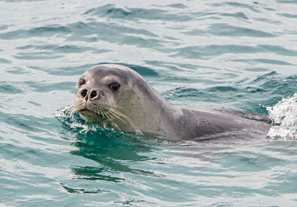 foca-do-mar-caspio
