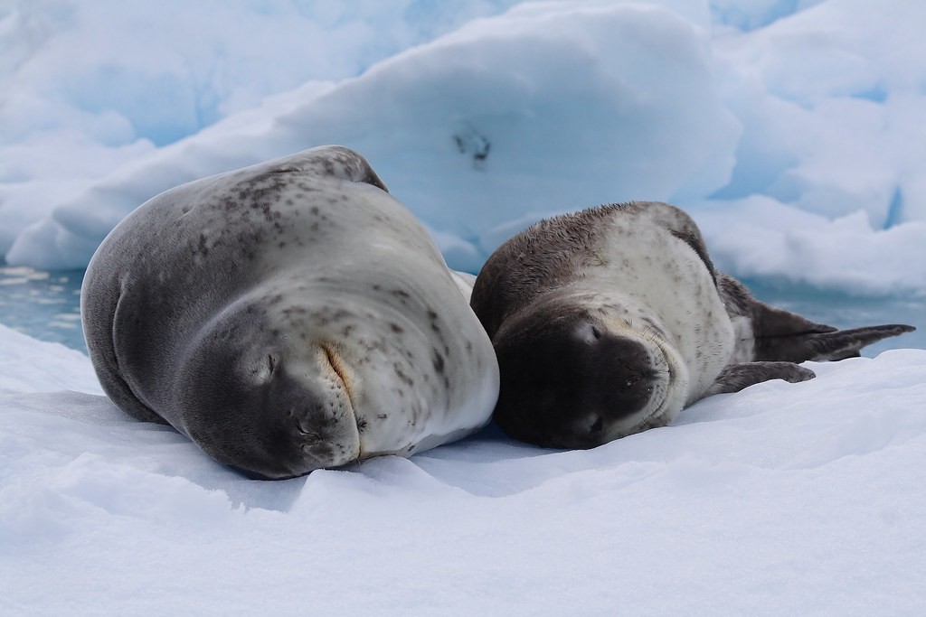 foca leopardo 