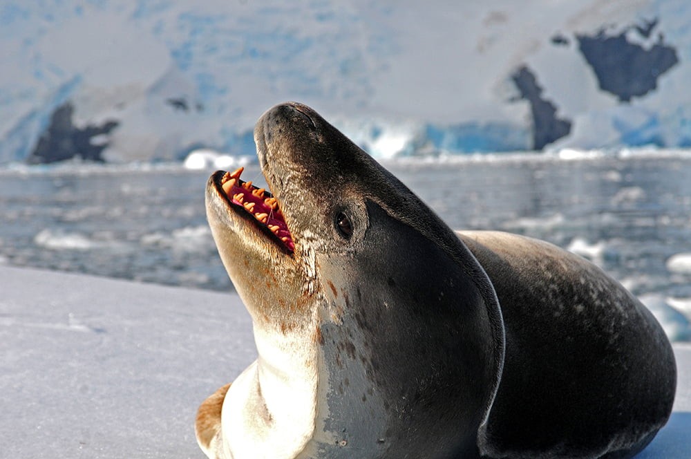 foca leopardo