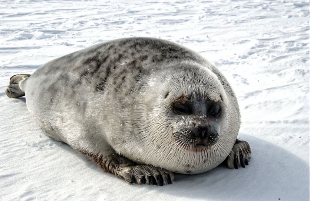 foca manchada
