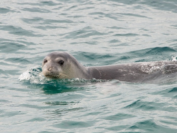 foca-monge-do-mediterraneo