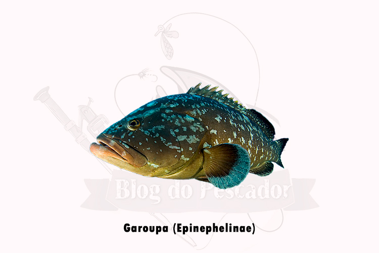 garoupa (Epinephelinae)