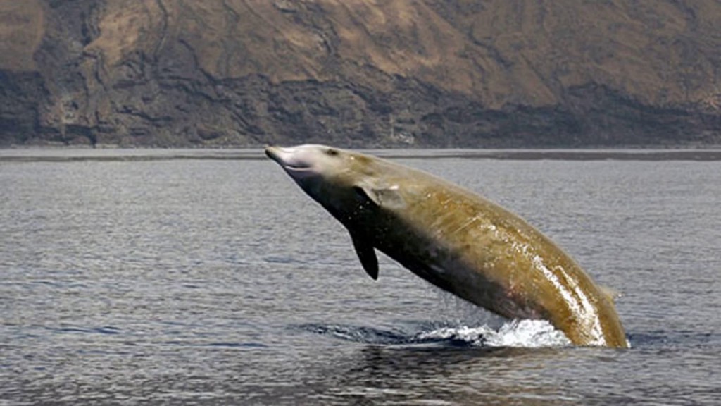habitat da baleia-bicuda-de-perrin