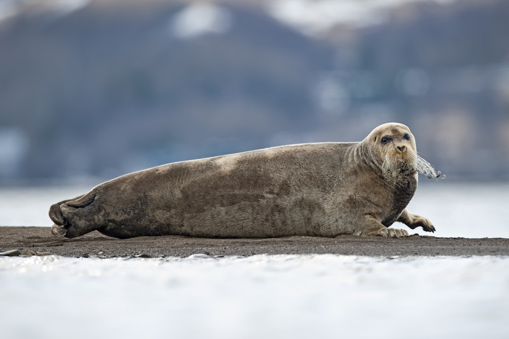 habitat da foca-barbuda