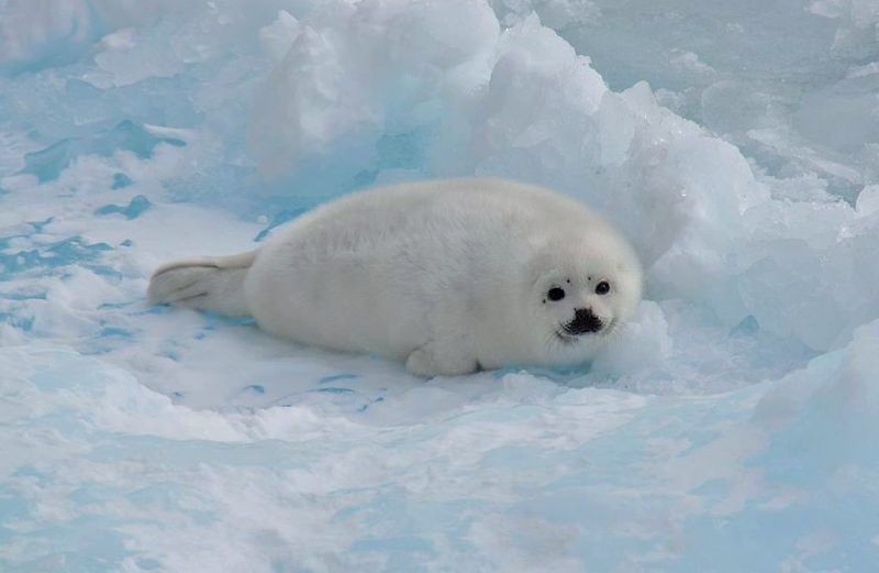 habitat da foca da gronelandia