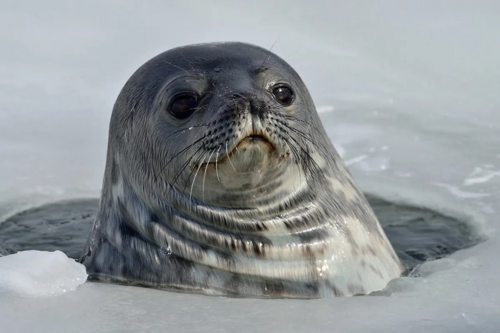 habitat da foca de weddell
