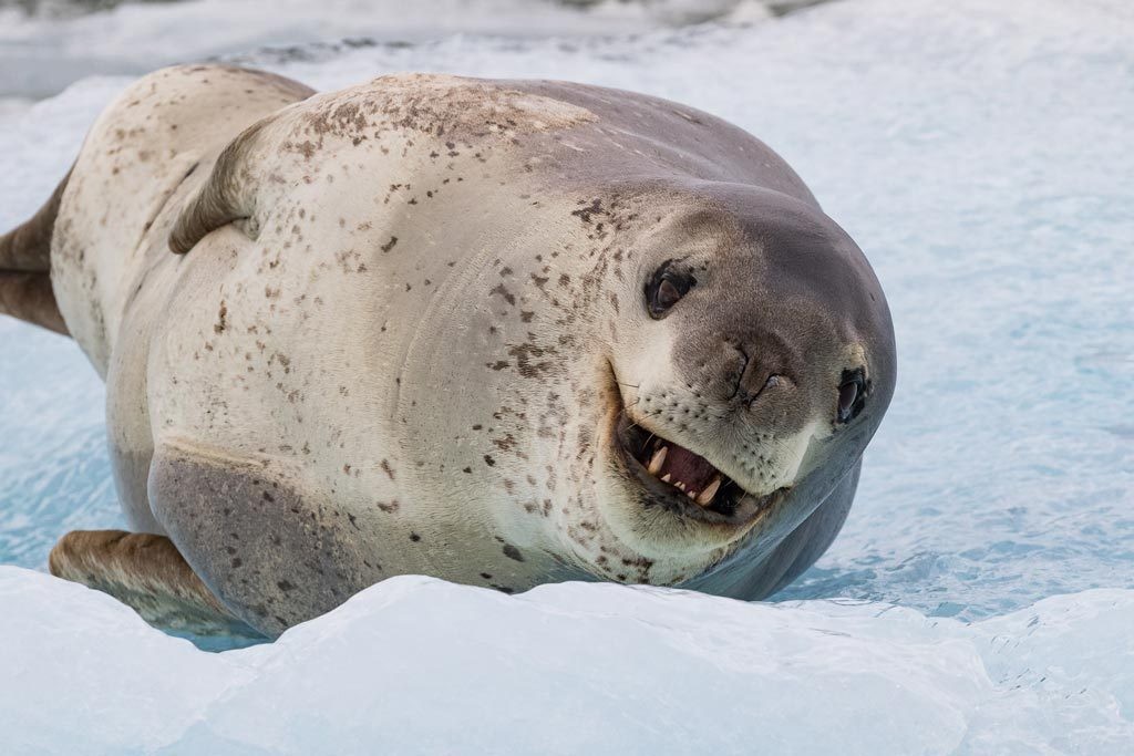 habitat da foca leopardo