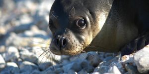 habitat da foca-monge-do-mediterraneo