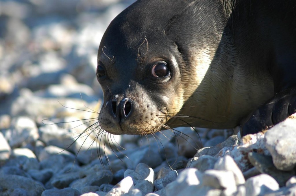 habitat da foca-monge-do-mediterraneo