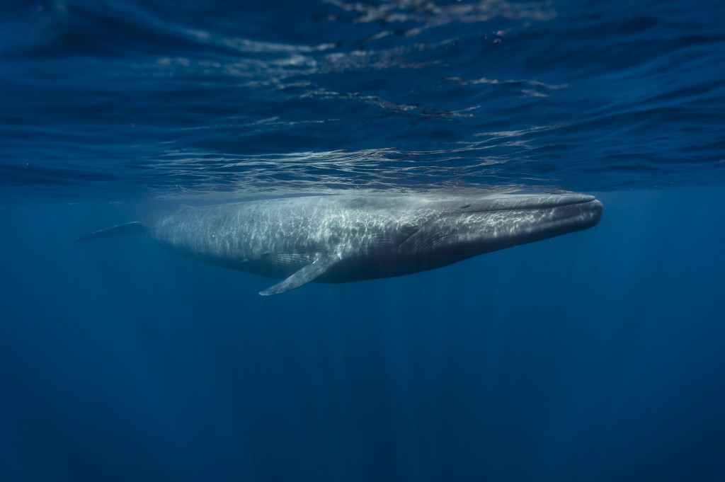 habitos da baleia-sei