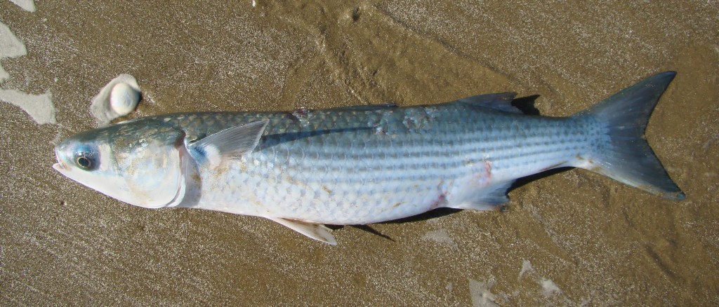 iscas naturais para pesca de tainha