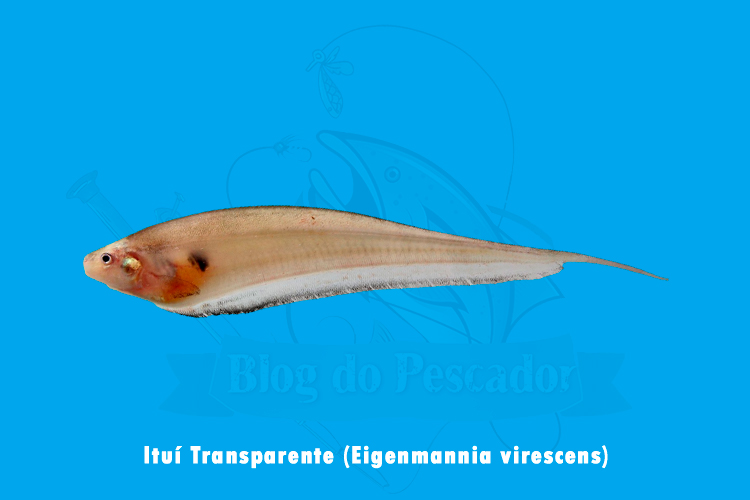 itui transparente (eigenmannia virescens)