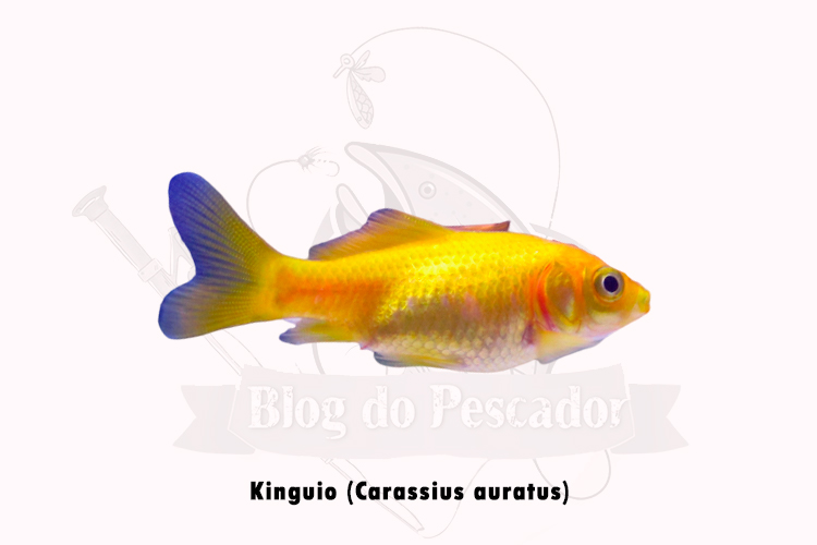kinguio (Carassius auratus)