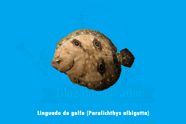 linguado do golfo ( Paralichthys albigutta )