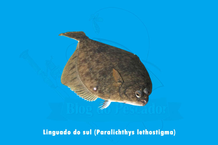 linguado do sul (Paralichthys lethostigma)