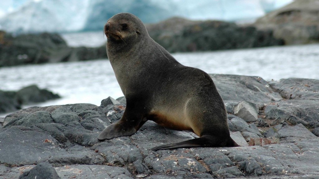 onde encontrar a foca-do-mar-caspio