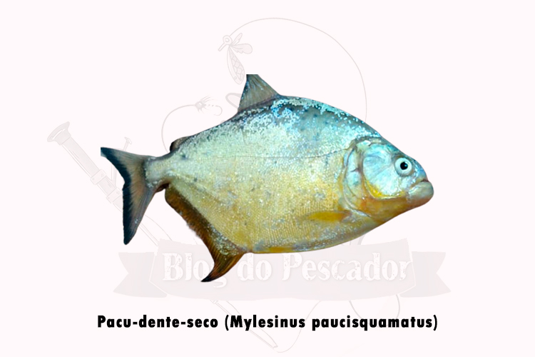pacu-dente-seco (mylesinus paucisquamatus)