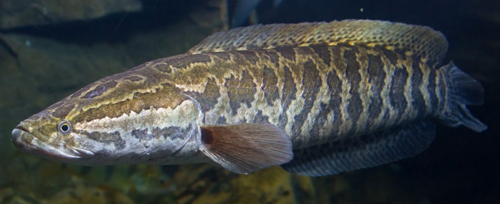 peixe cabeça de cobra do norte