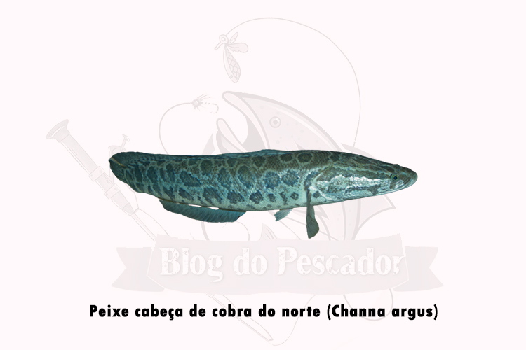 peixe cabeça de cobra do norte (Channa argus)