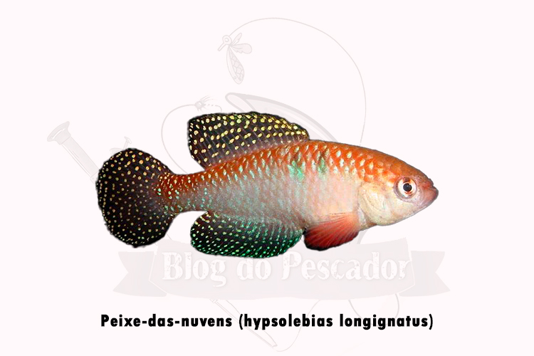 peixe-das-nuvens  (hypsolebias longignatus)