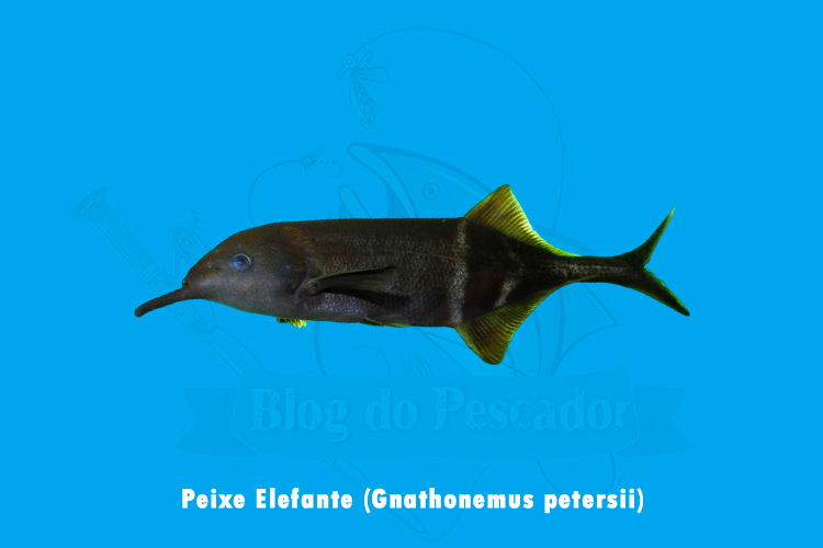 peixe elefante (gnathonemus petersii)