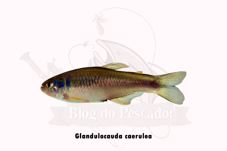 peixe glandulocauda caerulea