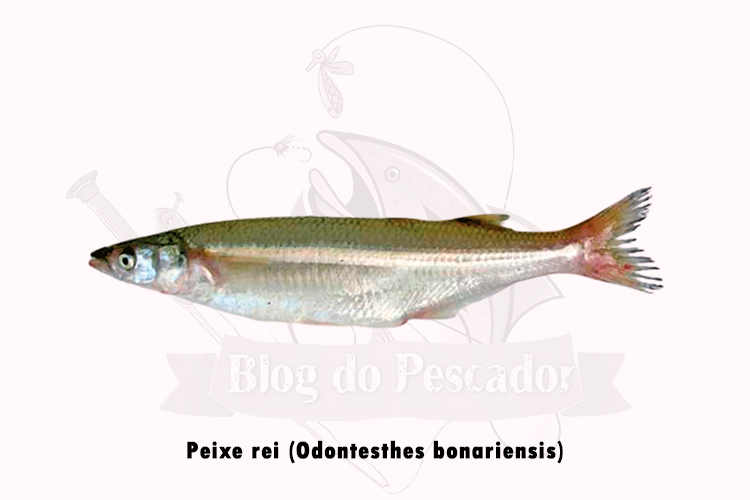 peixe rei (odontesthes bonariensis)