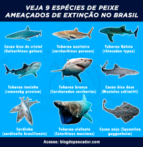 9 tipos de peixe ameaçados de extinção no brasil | Blog do Pescador