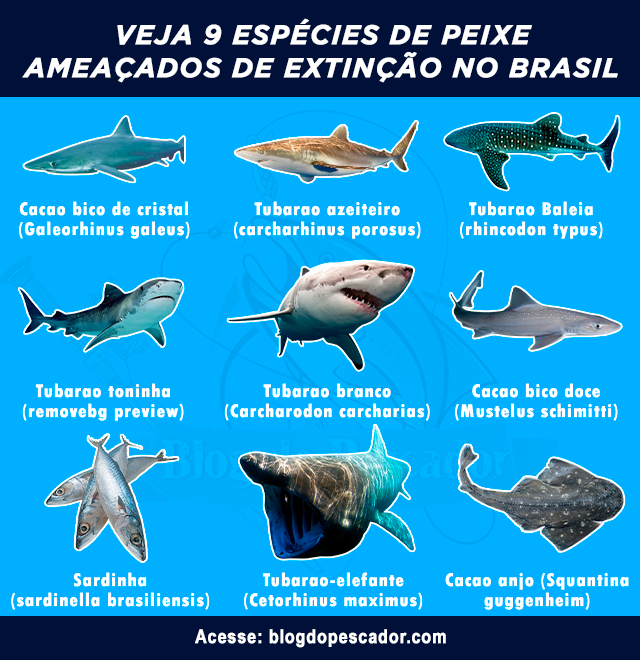 peixes ameaçados de extinção no brasil