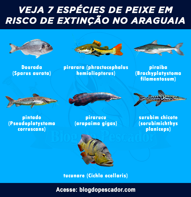 peixes em risco de extinção no Araguaia