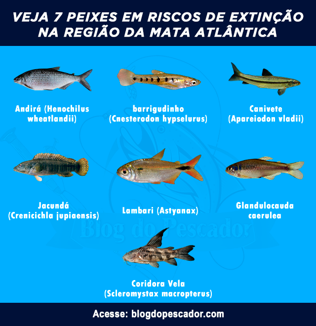 peixes em riscos de extincao na regiao da mata atlantica