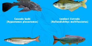 peixes em riscos de extincao no rio grande do sul