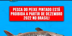 pesca do pintado esta proibida no brasil