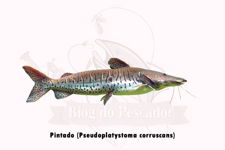 pintado (Pseudoplatystoma corruscans)