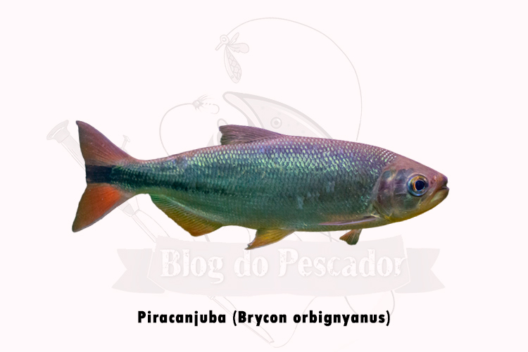 piracanjuba (brycon orbignyanus)