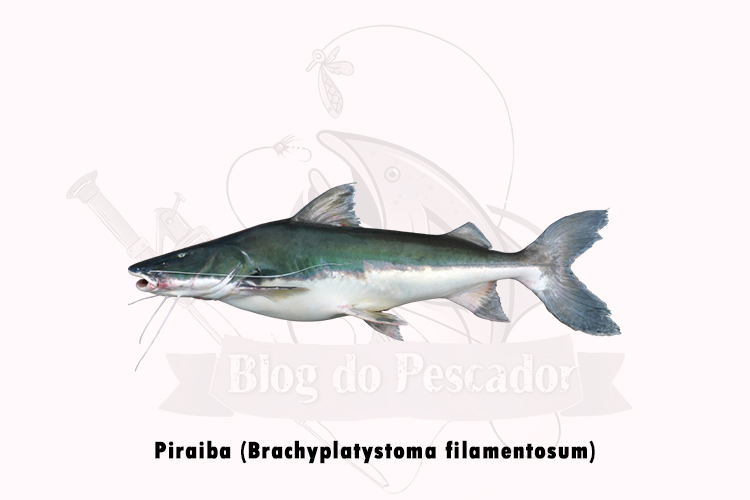 piraiba (Brachyplatystoma filamentosum)