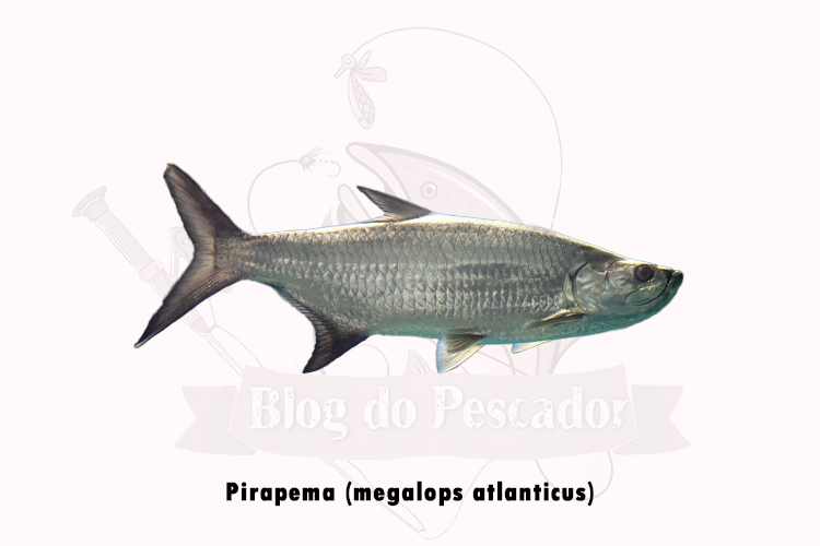 pirapema (megalops atlanticus)