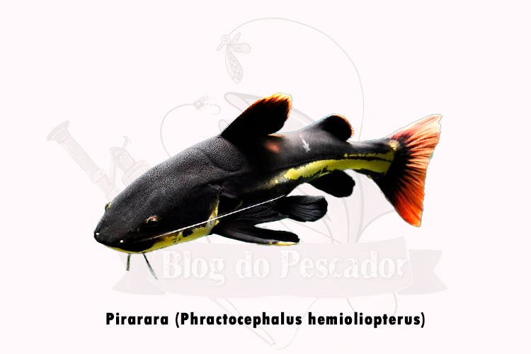pirarara (Phractocephalus hemioliopterus)