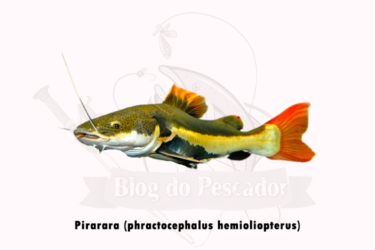 pirarara (phractocephalus hemioliopterus)